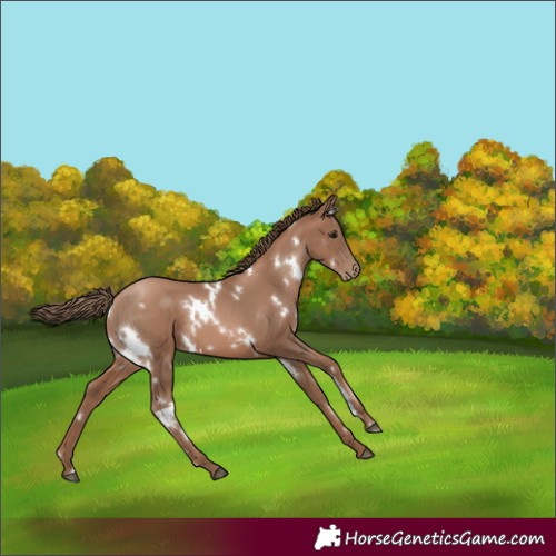 Horse Color:White Spotted Black Pearl 
