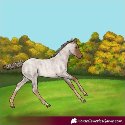 Horse Color:Chocolate Palomino Roan Rabicano 
