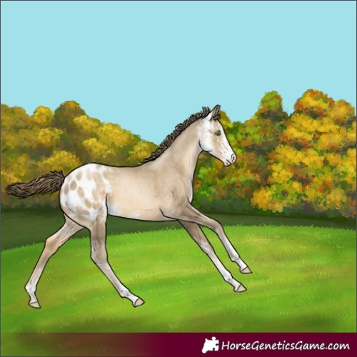 Horse Color:Smoky Black Pearl Sabino Appaloosa Rabicano