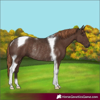 Horse Color:Liver Chestnut Tobiano Rabicano 