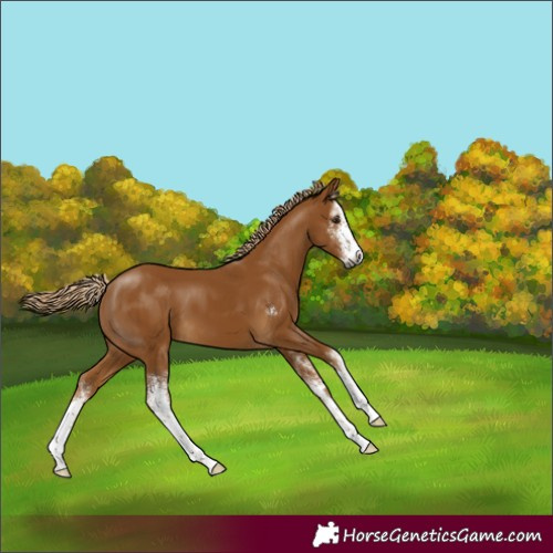 Horse Color:Gray Palomino Sabino