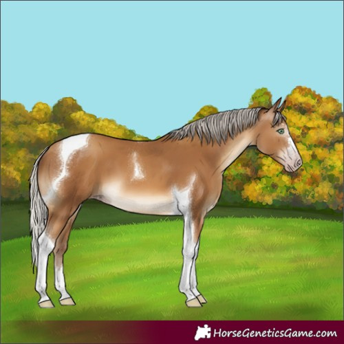 Horse Color:Gray Silver Amber Champagne Tobiano