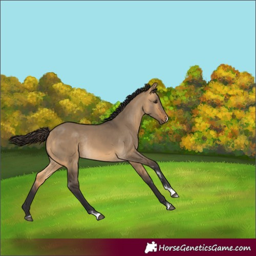 Horse Color:Buckskin Dun Rabicano