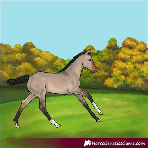 Horse Color:Bay Dun