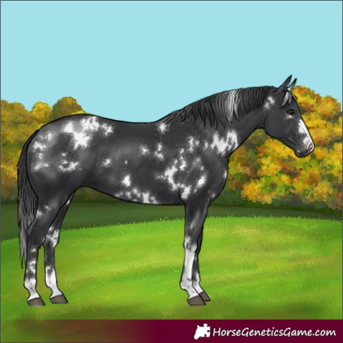 Horse Color:White Spotted Black