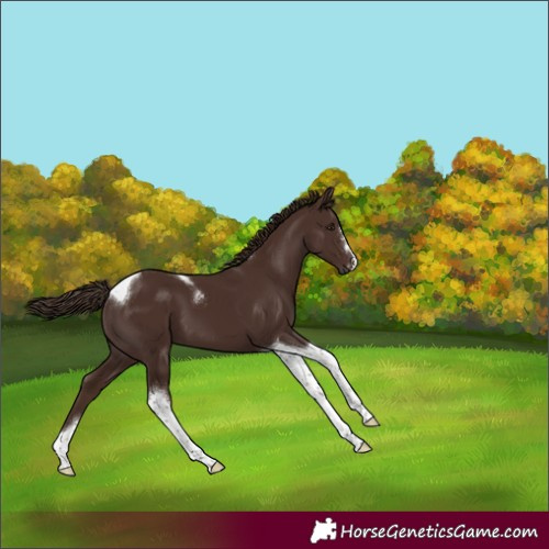 Horse Color:Liver Chestnut Tobiano
