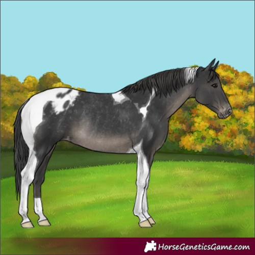 Horse Color:Black Tobiano Appaloosa Rabicano 