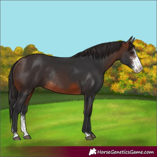 Horse Color:Brown Sabino Rabicano 