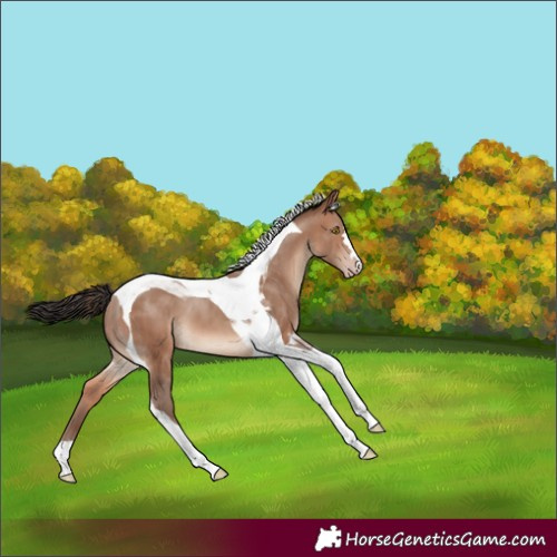 Horse Color:Sable Champagne Tobiano