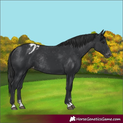 Horse Color:Black Appaloosa Rabicano 