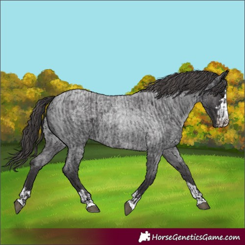 Horse Color:Smoky Blue Roan and Smoky Blue Roan Appaloosa