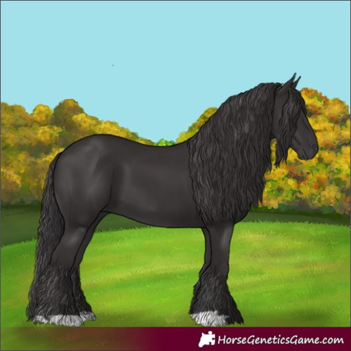 Horse Color:Smoky Black  and Smoky Black 