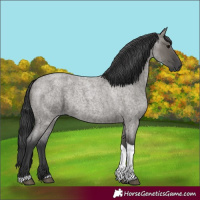 Horse Color:Grullo Roan Tobiano