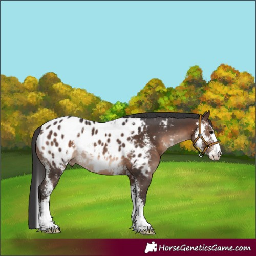 Horse Color:Brown Sabino Appaloosa 
