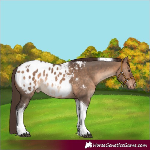 Horse Color:Brown Dun Tobiano Blanket Rabicano 
