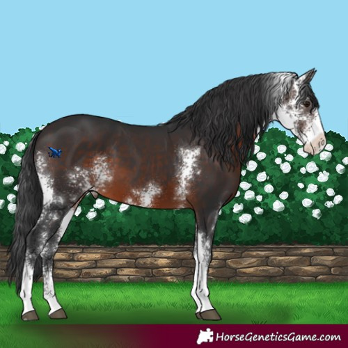 Horse Color:Brown Sabino 