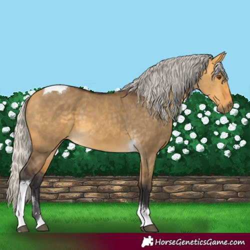 Horse Color:Silver Buckskin Dun Tobiano 