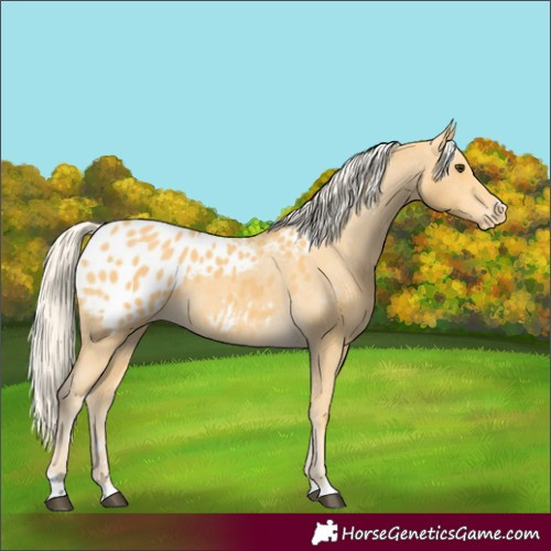 Horse Color:Palomino Blanket