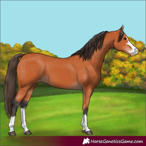Horse Color:Bay Appaloosa 