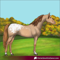 Horse Color:Red Dun Appaloosa 