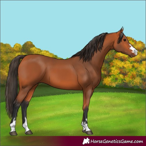 Horse Color:Bay 