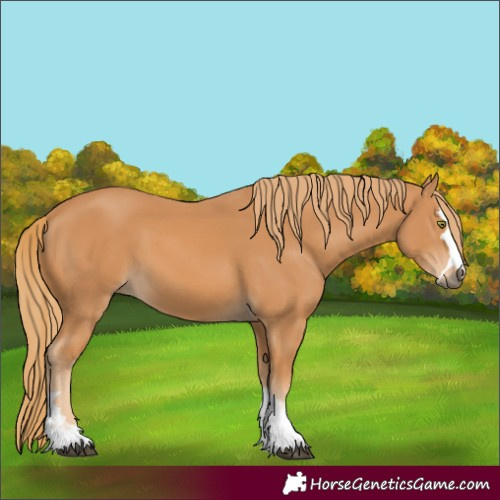 Horse Color:Chestnut 
