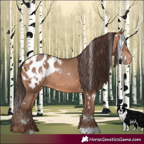 Horse Color:White Spotted Amber Champagne Appaloosa 