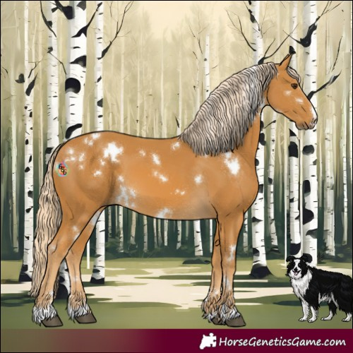 Horse Color:White Spotted Palomino 