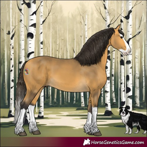 Horse Color:Buckskin Splash