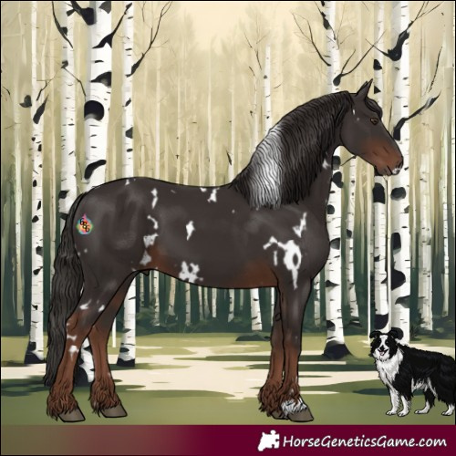 Horse Color:White Spotted Liver Chestnut 