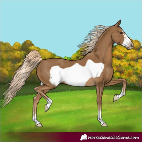Horse Color:Chocolate Palomino Frame 