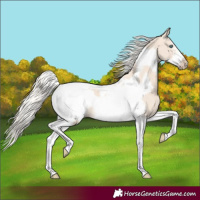 Horse Color:Cremello Tobiano Frame 