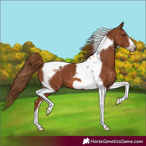 Horse Color:Chestnut Tobiano Frame 