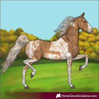 Horse Color:Palomino and Chocolate Palomino Tobiano Frame