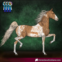 Horse Color:Palomino  and Chocolate Palomino Tobiano Frame 