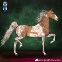Horse Color:Palomino and Chocolate Palomino Tobiano Frame