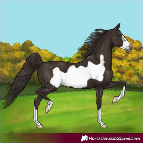 Horse Color:Liver Chestnut Frame 
