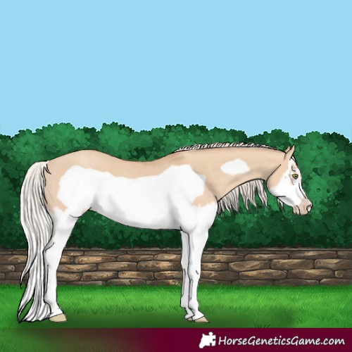 Horse Color:Silver Classic Champagne Dun Splash Frame 
