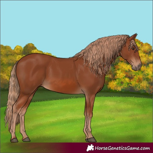 Horse Color:Chestnut 