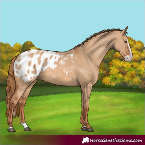 Horse Color:Red Dun Splash Appaloosa 
