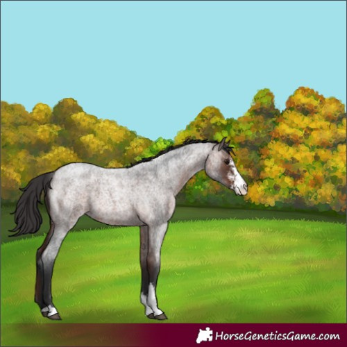 Horse Color:Unknown 