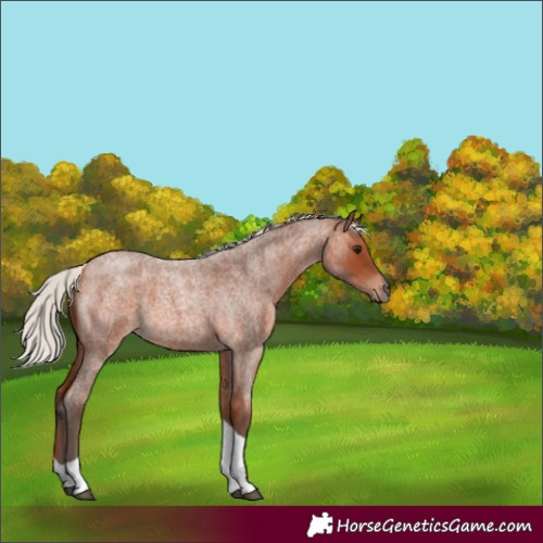 Horse Color:Silver Brown Roan Tobiano