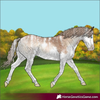 Horse Color:Powder White Liver Red Onyx Pearl Splash 