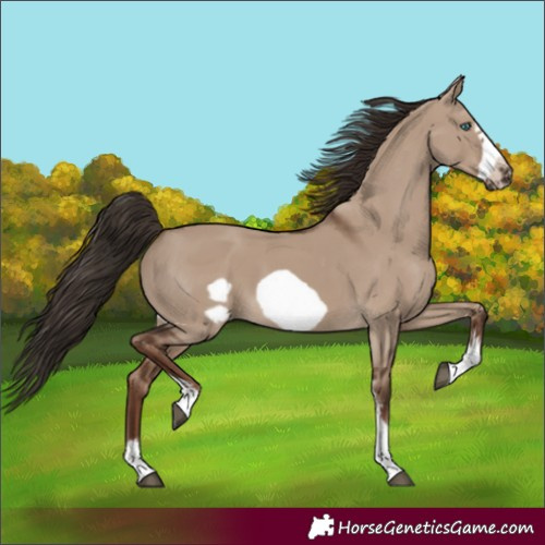 Horse Color:Liver Red Dun Sabino Frame 
