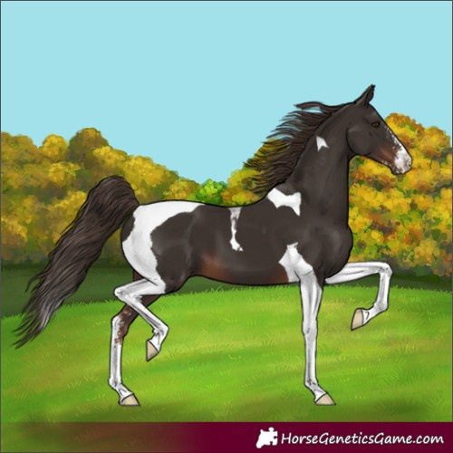 Horse Color:Unknown 