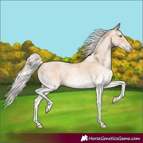 Horse Color:White Spotted Palomino Pearl Tobiano 