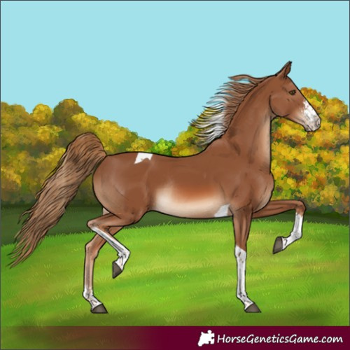 Horse Color:Chestnut Sabino Tobiano Rabicano 