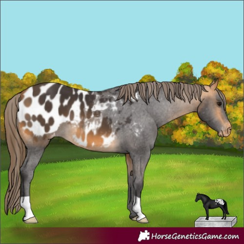 Horse Color:Buckskin Appaloosa 
