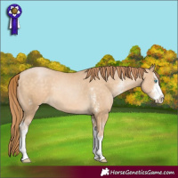 Horse Color:Buckskin Pearl Sabino 