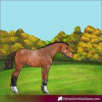 Horse Color:Bay Blanket 